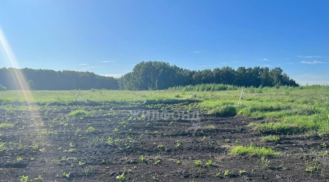 земля р-н Новосибирский снт Ясень Криводановский сельсовет фото 1