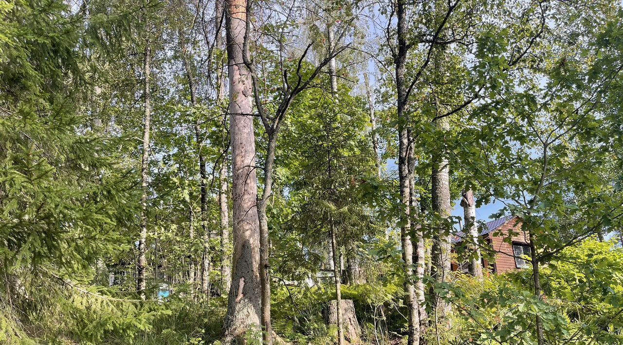 земля р-н Гатчинский Вырица городской поселок, ул. Таллинская фото 4