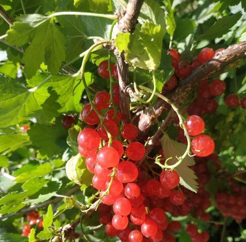 снт Волжские зори муниципальное образование г. Балаково фото