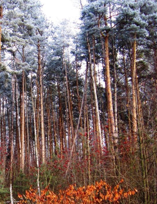 дом городской округ Раменский с Поповка Кратово, 39 фото 10