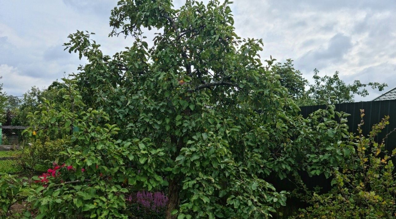 земля р-н Гатчинский массив Красницы снт Компенсатор Купчино, 1-я линия фото 8