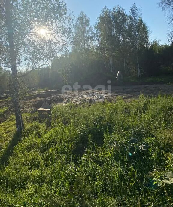 земля р-н Новосибирский днп тер.Лазурный берег Барышевский сельсовет фото 3