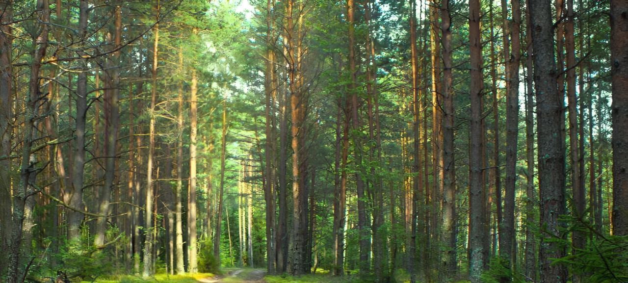 земля городской округ Сергиево-Посадский с Бужаниново ул Лесная 16 фото 3