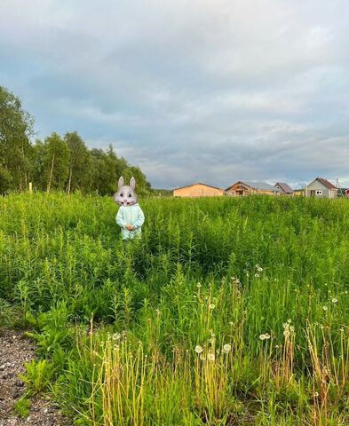 пгт Кильдинстрой населённый пункт Зверосовхоз, Полевая ул, Молочный фото