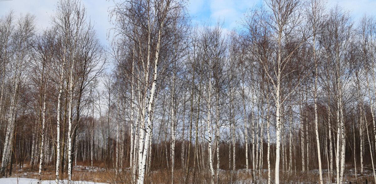 земля р-н Нижнетавдинский д Штакульская фото 6