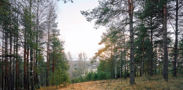 ул Главная Бугровское городское поселение, Парнас фото