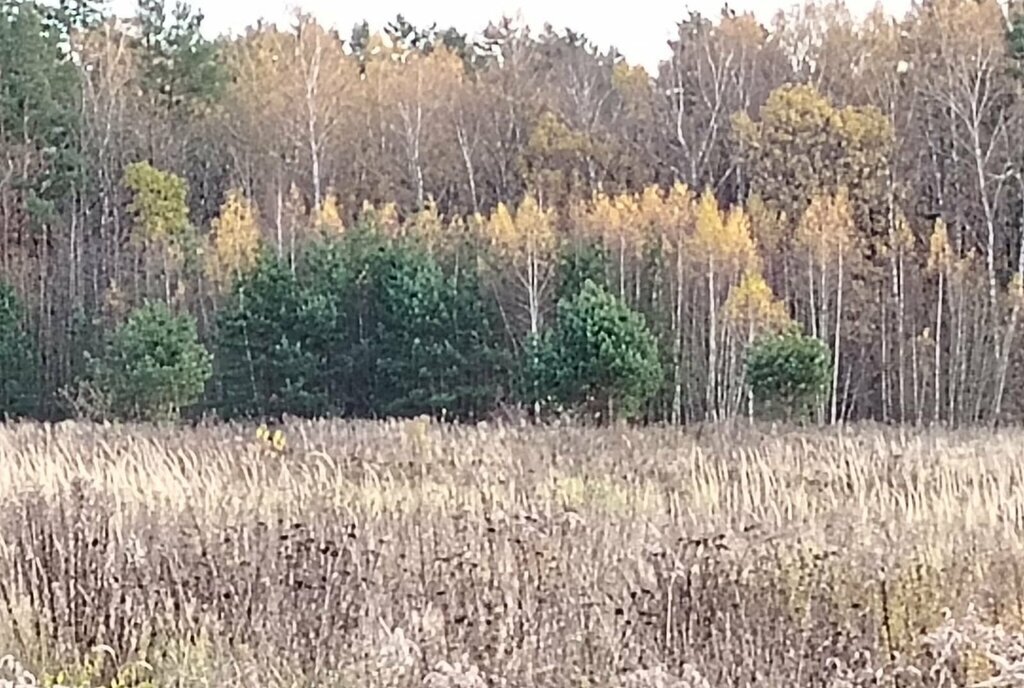 земля г Серпухов дачный посёлок Новые Велеми, Сосновая улица фото 2