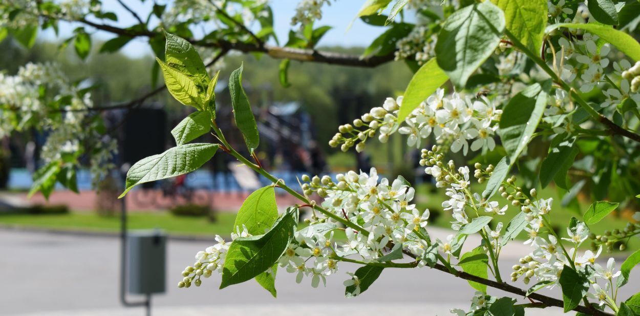 земля городской округ Чехов д Большое Петровское Петровское парк 2 кп фото 6