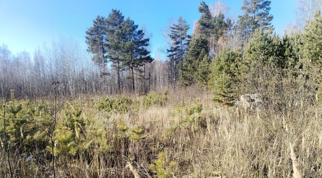 земля г Тюмень р-н Центральный снт Липовый остров ул Западная 2-я Центральный административный округ фото 6