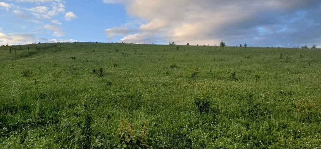 земля р-н Алтайский с Алтайское ул Советская с. Алтайское фото 1