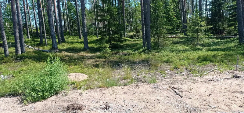 земля р-н Выборгский п Пески Полянское сельское поселение фото 2