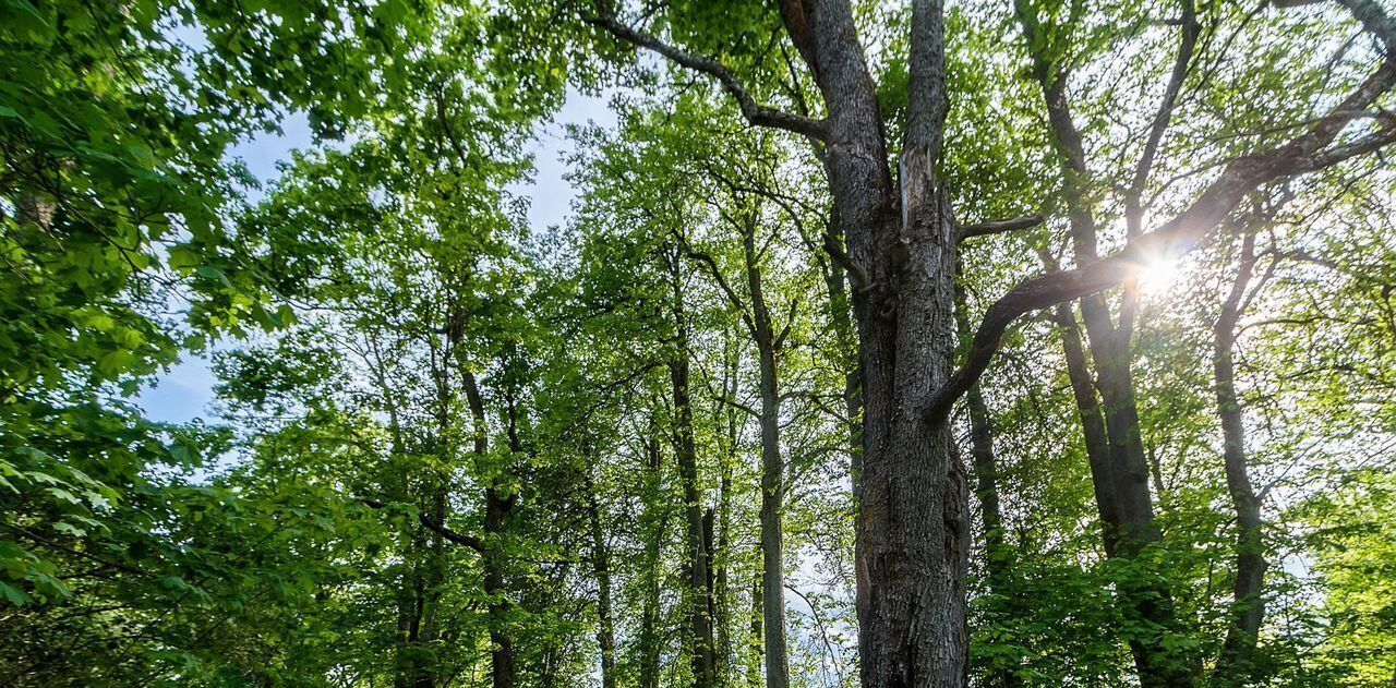 дом р-н Ломоносовский днп тер.Сказка Лопухинское с/пос, 38 фото 8