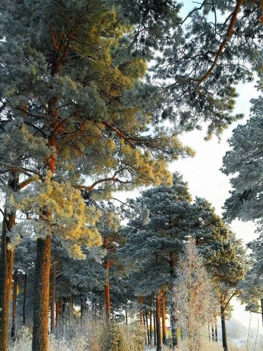 земля городской округ Раменский д Петровское Фабричная фото 1