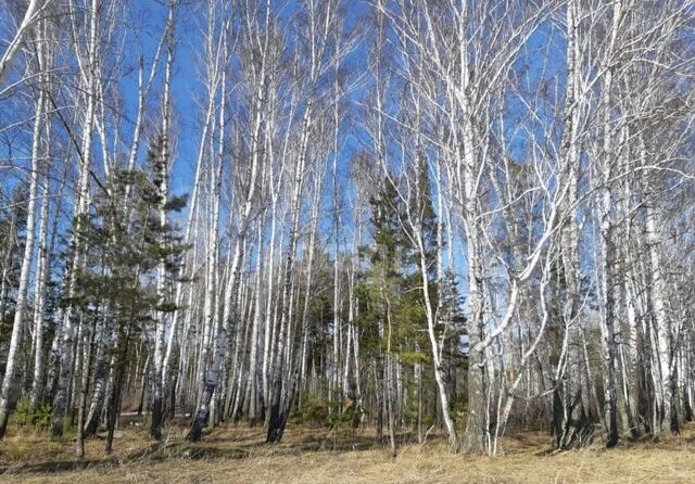 земля Кубовинский сельсовет, Новосибирск фото