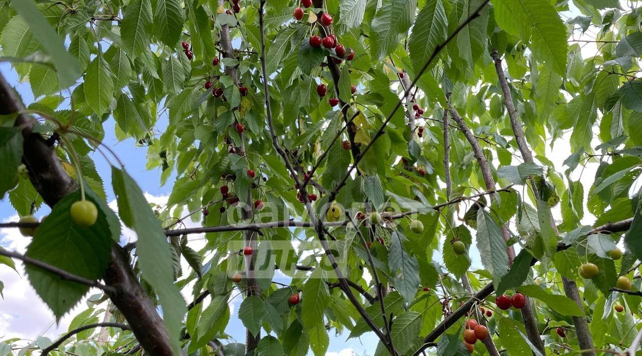 дом Лобня, 14, Химки городской округ, Мечта садовое товарищество фото 13