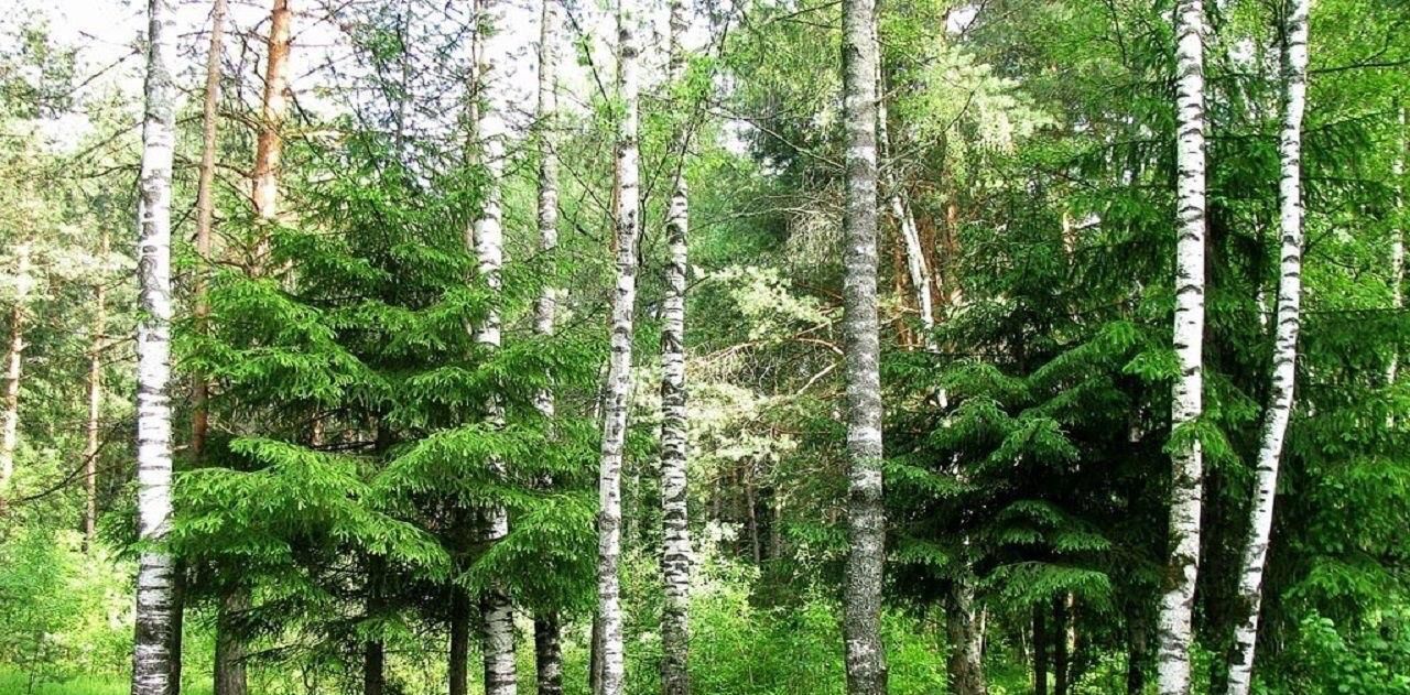 земля р-н Приозерский д Красноозерное с пос, Мечта садовое товарищество, 29 фото 1