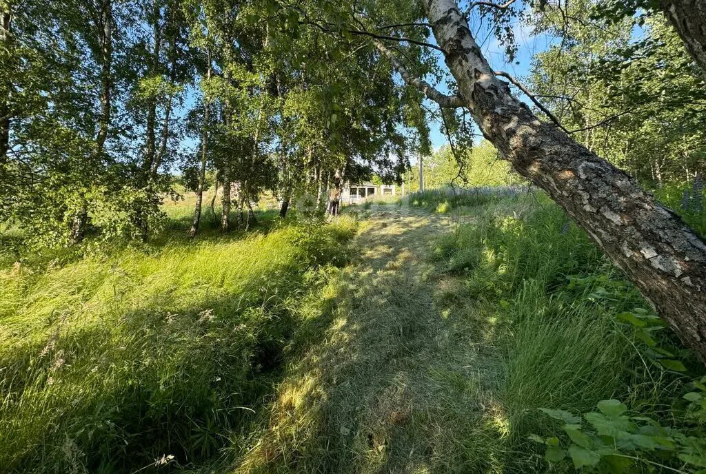 земля р-н Зеленоградский п Филино Зеленоградский муниципальный округ фото 2