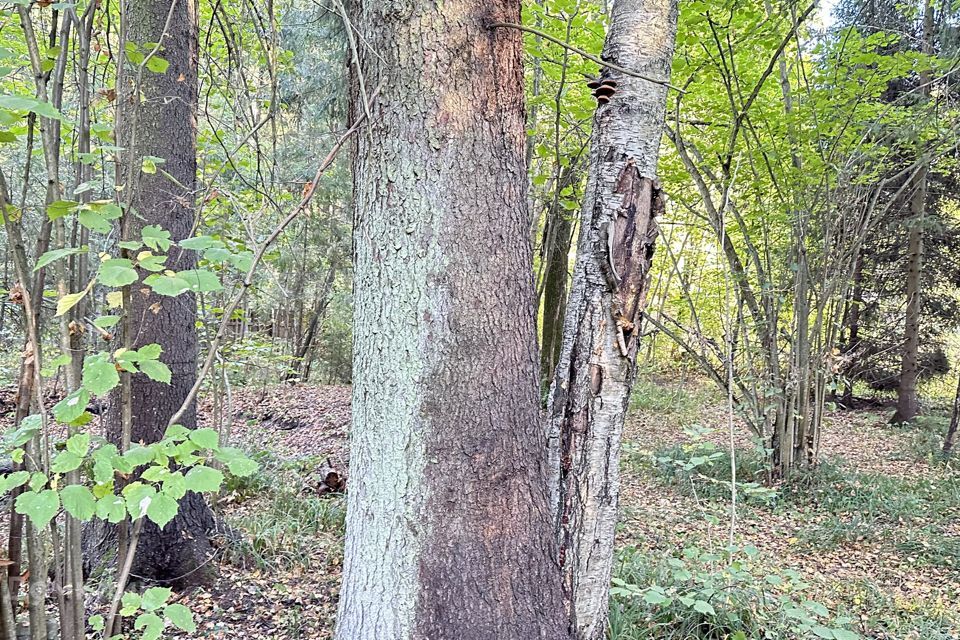 земля городской округ Сергиево-Посадский с. Абрамцево фото 4