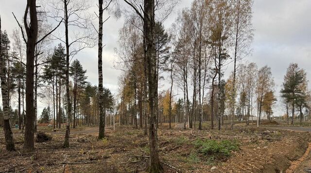 земля снт Белоостров фабрики им. Желябова Сертоловское городское поселение фото