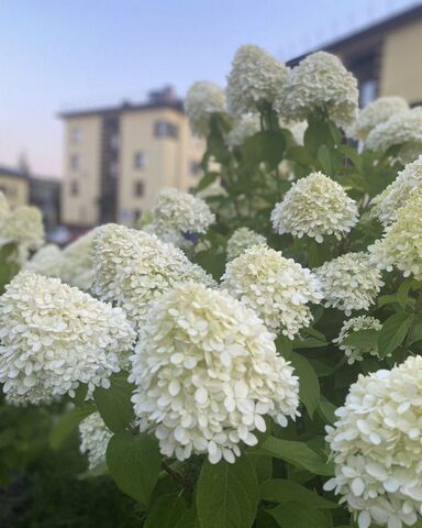 р-н Всеволожский д Мистолово ул Горная 19к/16 Бугровское городское поселение, Кузьмоловский фото