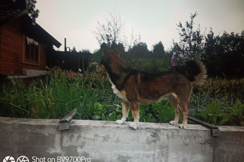 дом р-н Новокузнецкий Кемеровская область — Кузбасс, СНТ Здоровье фото 3