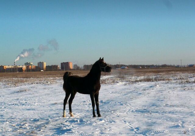 тер Белоозерский 43 км, территория Отрадная, городской округ Воскресенск, Белоозёрский, Егорьевское шоссе фото