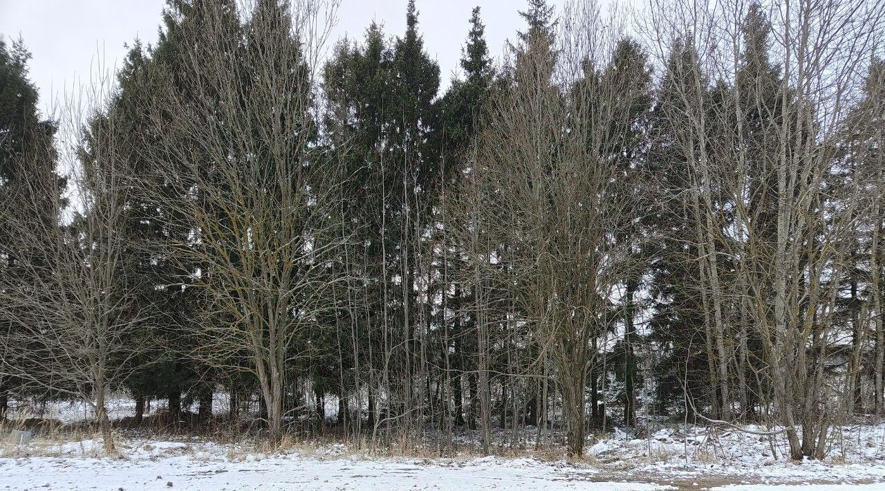 офис городской округ Мытищи д Ларево ул Дмитровская фото 2