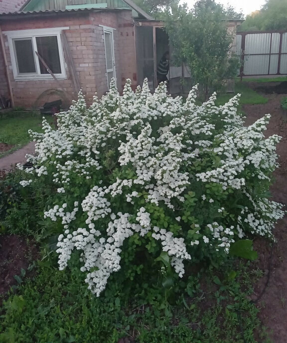 дом р-н Оренбургский п Ленина Ленинский сельсовет фото 8