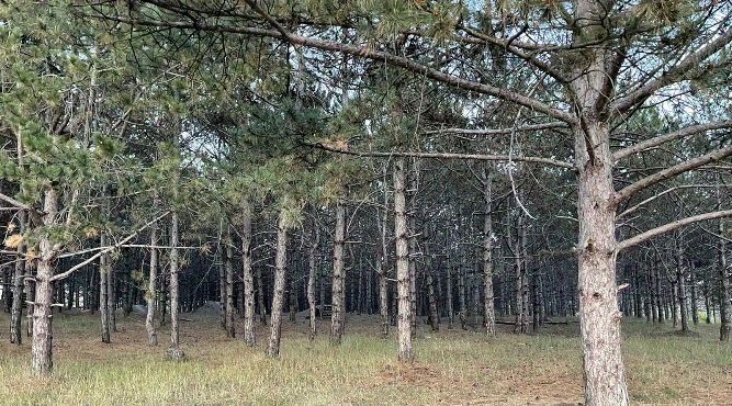 земля г Симферополь р-н Киевский ул Раснецова фото 1