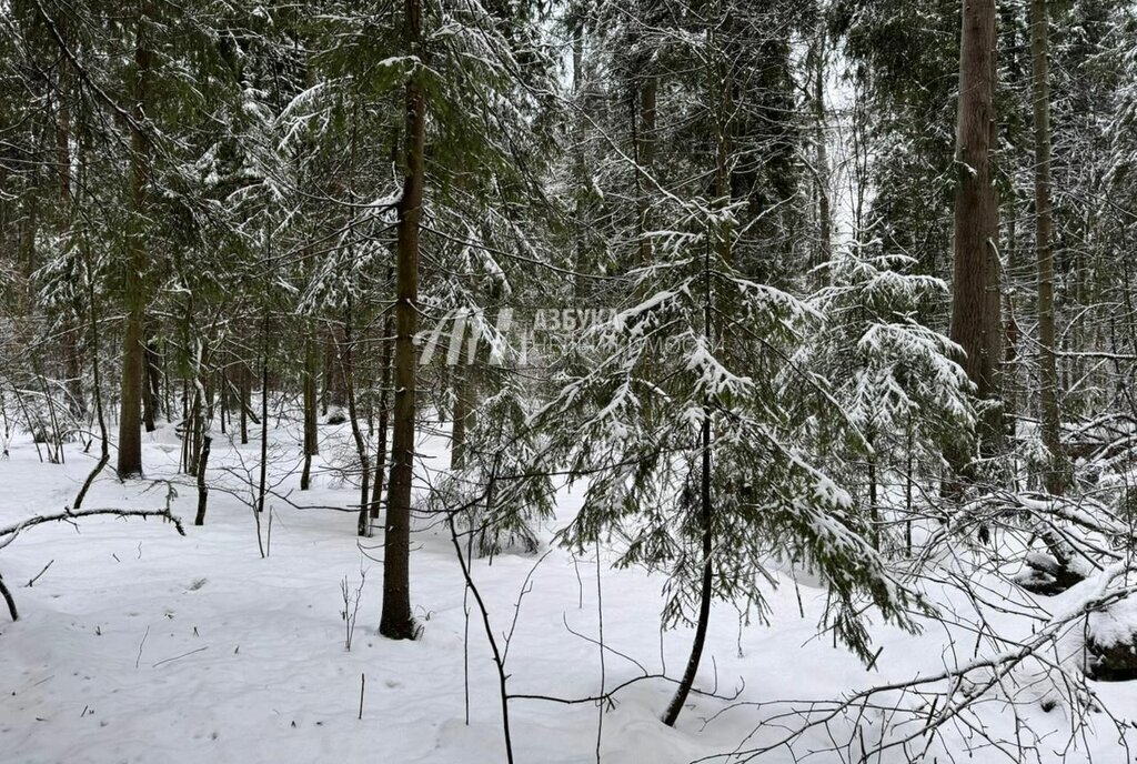 земля городской округ Пушкинский д Могильцы р-н мкр Пушкинский лес фото 3