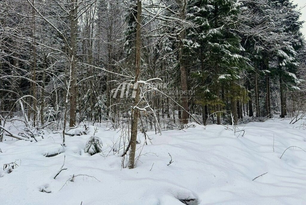 земля городской округ Пушкинский д Могильцы р-н мкр Пушкинский лес фото 7