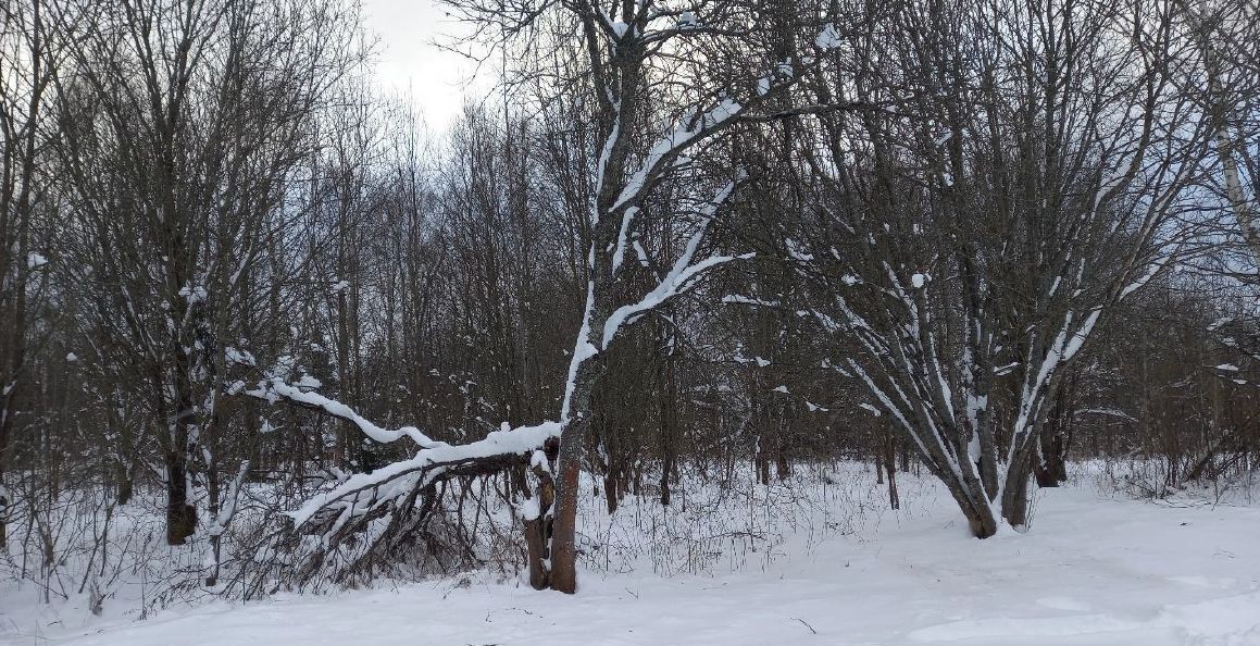 земля городской округ Дмитровский д Дутшево фото 1