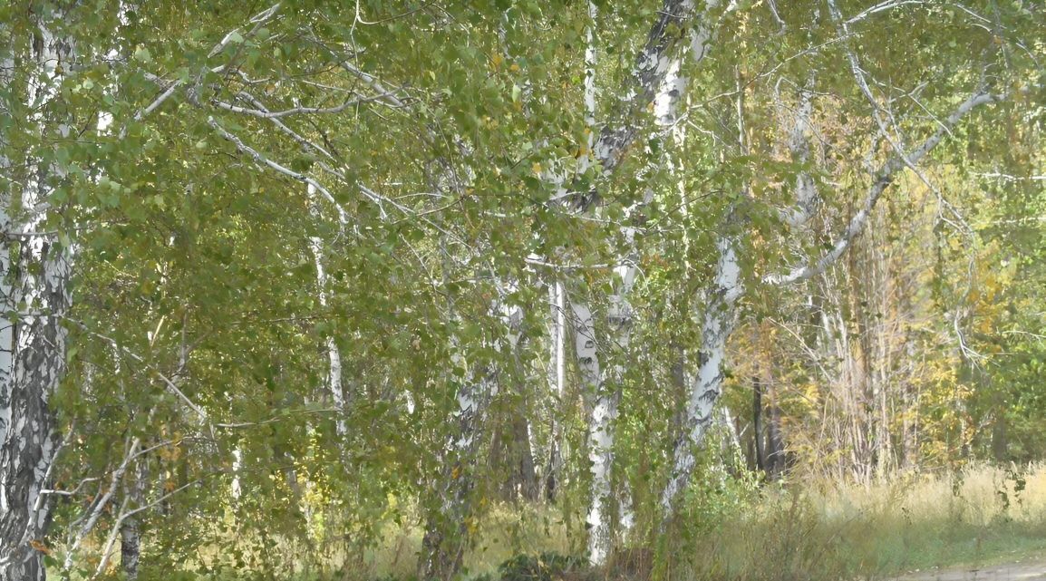 земля р-н Омский с Усть-Заостровка ул 1-я Северная фото 3