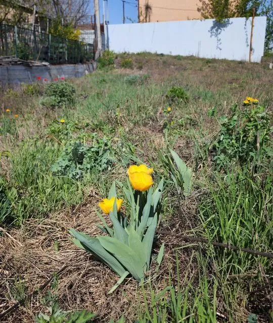 земля г Ростов-на-Дону сад Полиграфист пер Отважный 51 Ростов-на-Дону городской округ фото 1