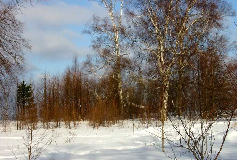 земля р-н Угличский с Красное Маймерский сельский округ, Углич фото 14