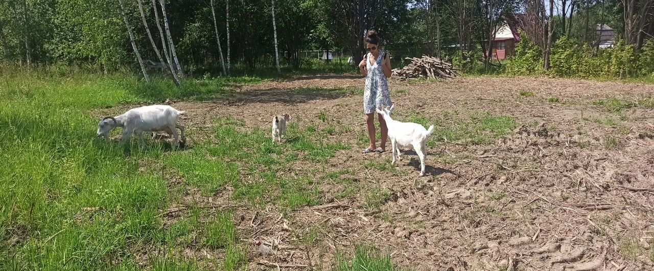 земля городской округ Можайский д Горетово 100 км, Уваровка, Минское шоссе фото 1