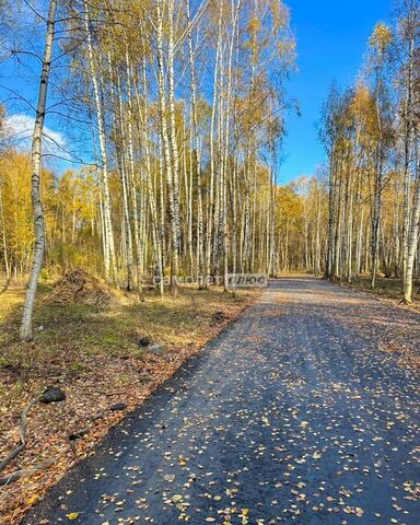 земля 41 км, СНТ Южное, Горьковское шоссе фото