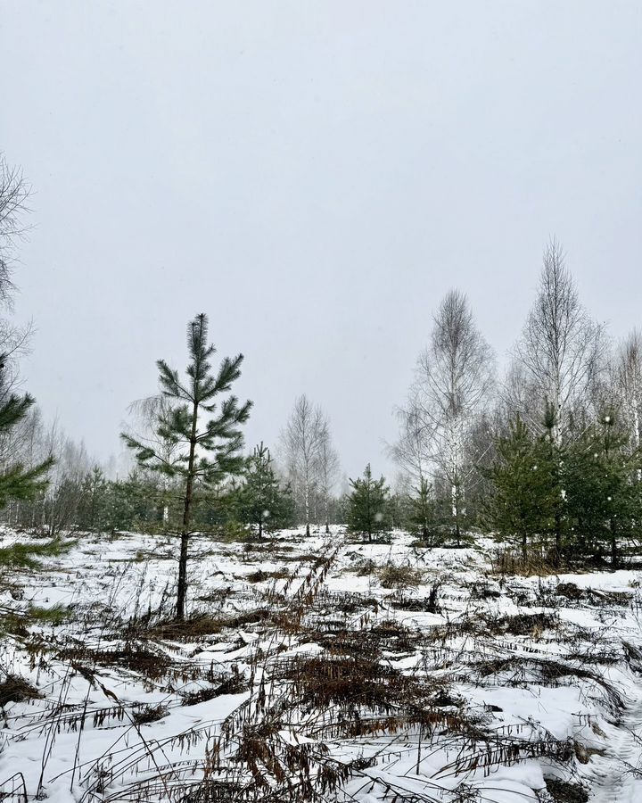 земля р-н Богородский д Килелей Буревестник фото 1