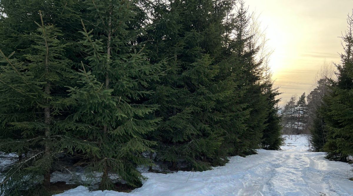 земля городской округ Волоколамский Новая Рига кп фото 3