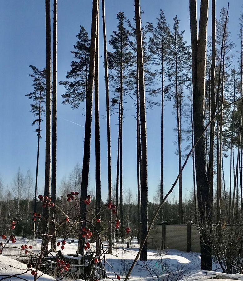 земля р-н Рамонский д Новоподклетное ул Генерала Брусилова 42 Яменское сельское поселение, Воронеж фото 2