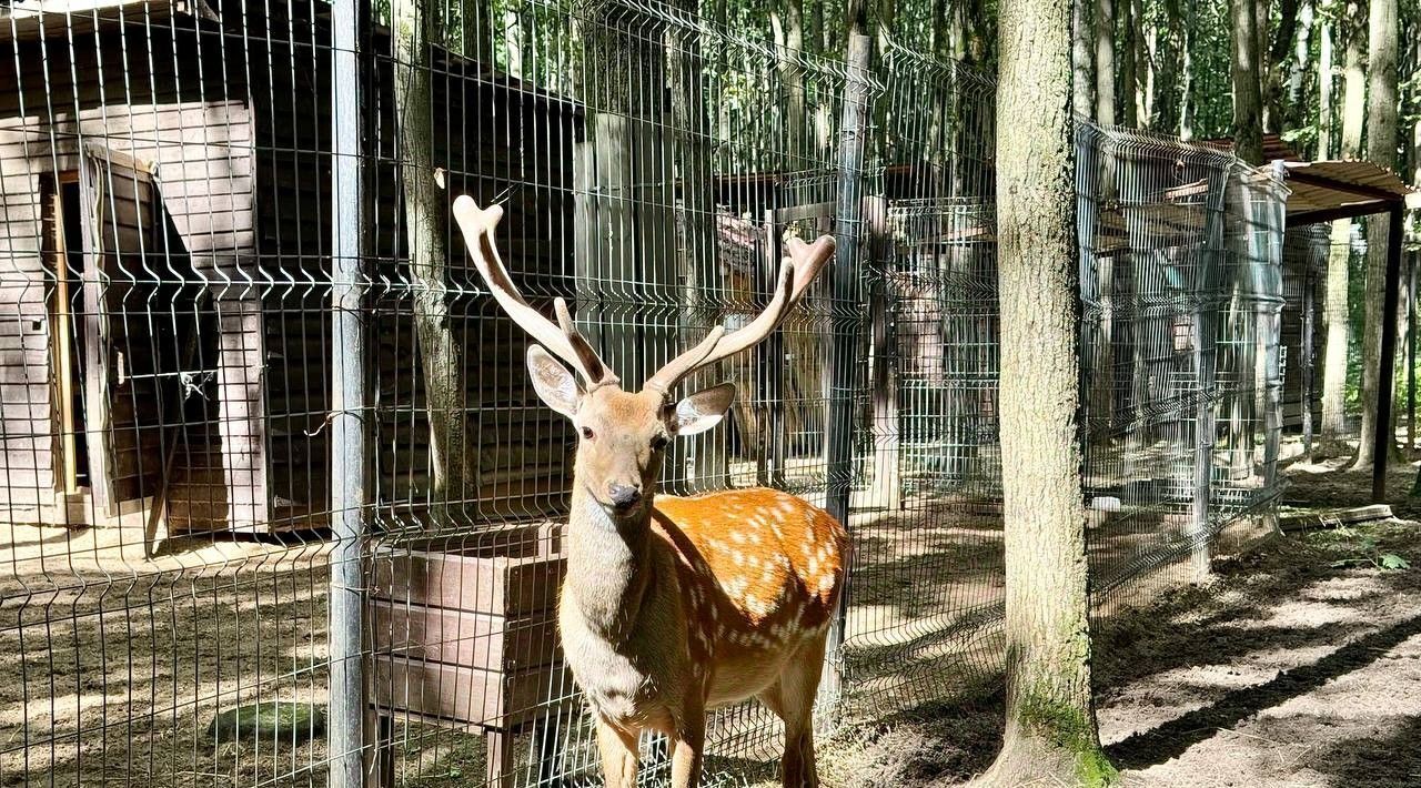 дом городской округ Ленинский д Жабкино Сад кп, Битца, 18 фото 11