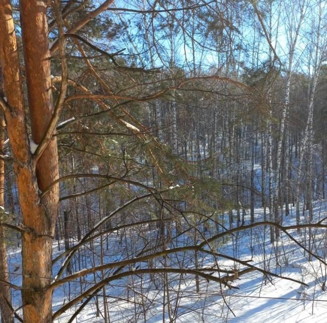 квартира г Новосибирск р-н Советский ул Академическая 36 Новосибирск городской округ фото 3