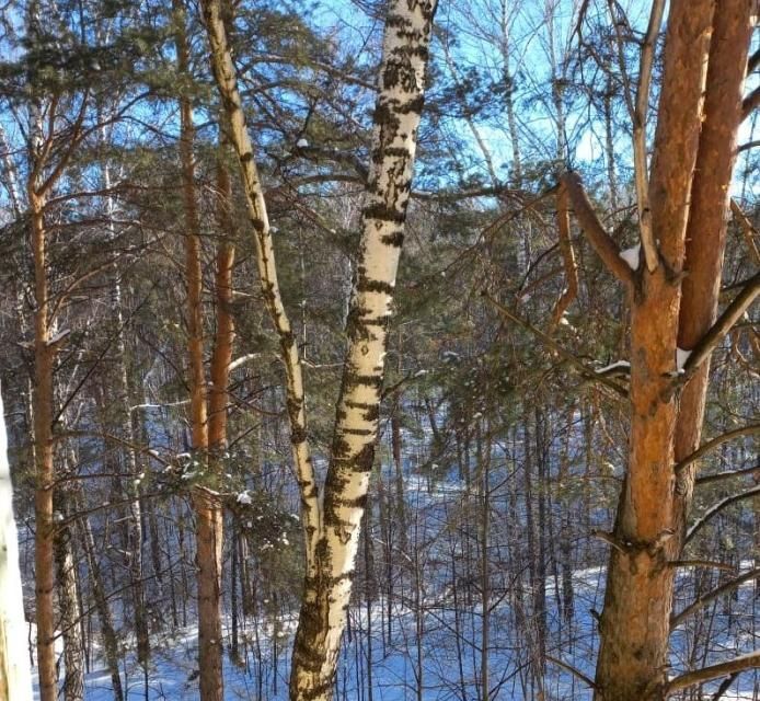 квартира г Новосибирск р-н Советский ул Академическая 36 Новосибирск городской округ фото 2