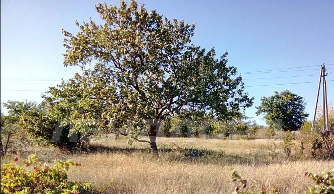 земля р-н Октябрьский п Персиановский Курень СТ фото 2