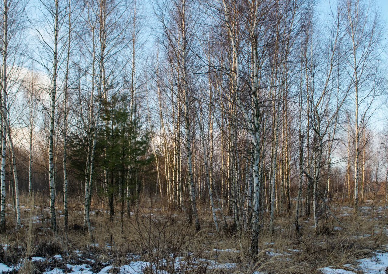 земля направление Павелецкое (юго-восток) ш Новокаширское 83 км, сельское поселение Иваньковское, Тульская обл., Ясногорский р-н, д. Хорошевка, Пущино фото 12