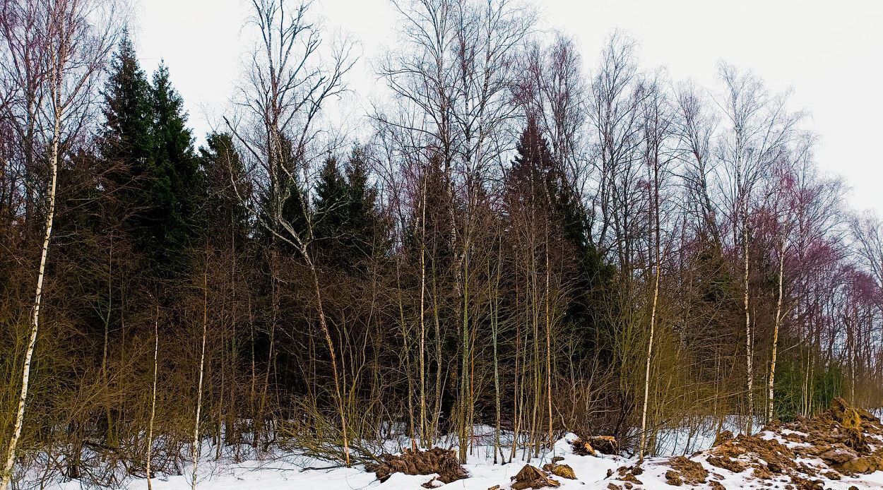 земля городской округ Дмитровский д Ассаурово фото 11