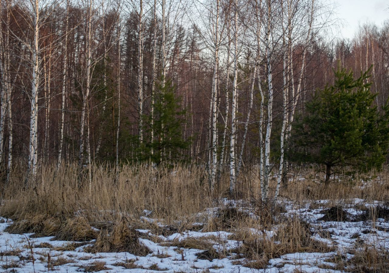 земля городской округ Серпухов д Тульчино 83 км, Пущино, Симферопольское шоссе фото 12