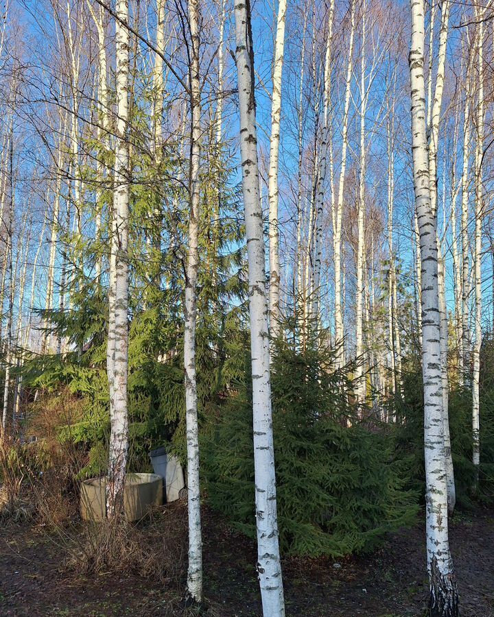 дом городской округ Талдомский п Вербилки 77 км, садовое товарищество Стрелка, 86, Дмитровское шоссе фото 5