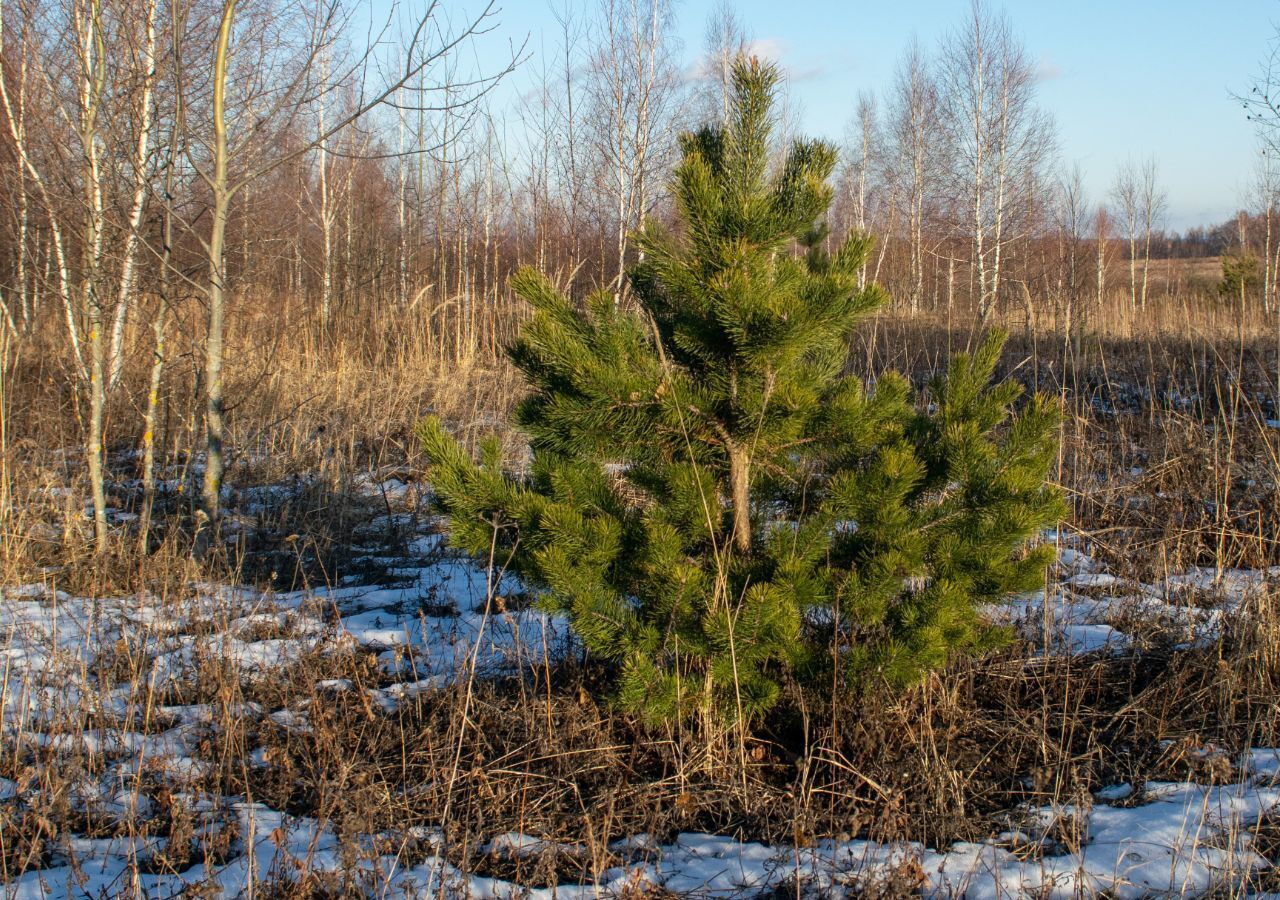 земля городской округ Серпухов д Тульчино 83 км, Пущино, Симферопольское шоссе фото 15