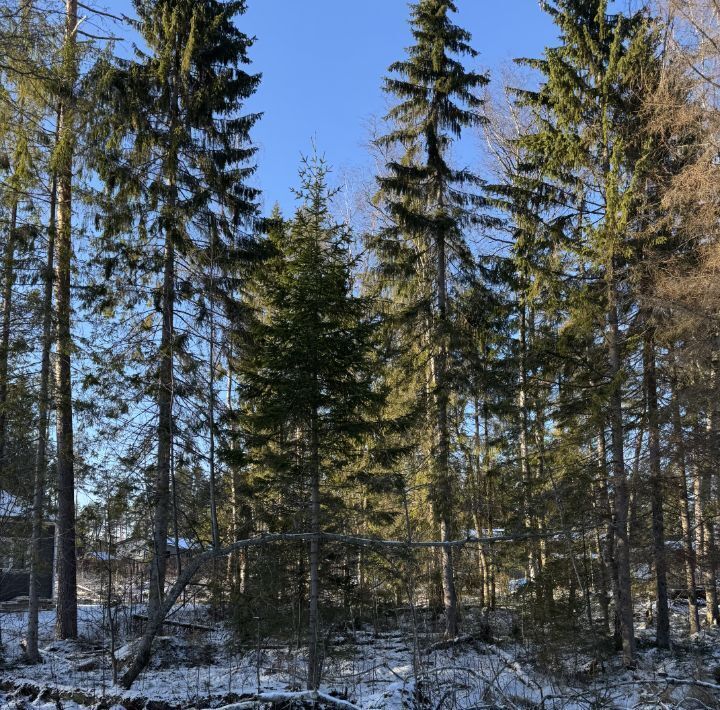 земля р-н Выборгский Приморское городское поселение, Сосновый пляж кп фото 2